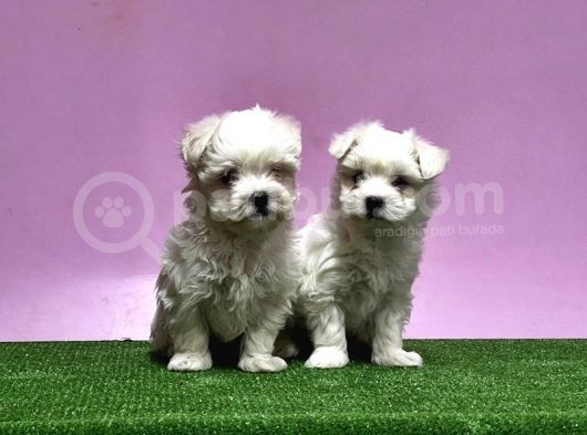 Maltese Terri̇er Yavrusu görsel