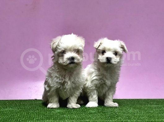 Maltese Terri̇er Yavrusu görsel