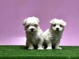 Maltese Terri̇er Yavrusu