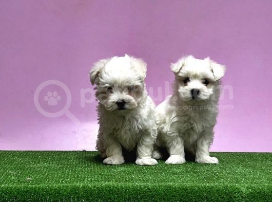 Maltese Terri̇er Yavrusu görsel