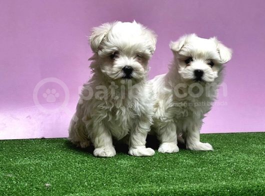 Maltese Terri̇er Yavrusu görsel
