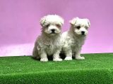 Maltese Terri̇er Yavrusu