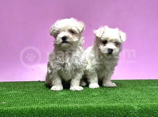 Maltese Terri̇er Yavrusu görsel