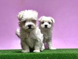 Maltese Terri̇er Yavrusu