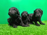 Toy Poodle Yavrusu