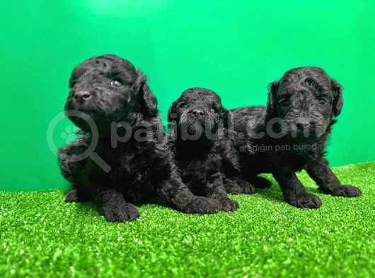 Toy Poodle Yavrusu