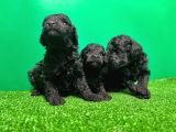 Toy Poodle Yavrusu