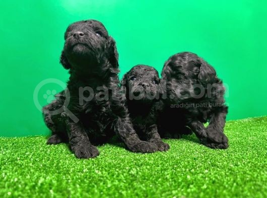 Toy Poodle Yavrusu görsel