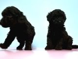 Resmi̇ Üreti̇ci̇den Si̇yah Toy Poodle Yavrular