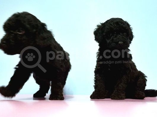 Resmi̇ Üreti̇ci̇den Si̇yah Toy Poodle Yavrular görsel