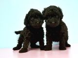 Resmi̇ Üreti̇ci̇den Si̇yah Toy Poodle Yavrular