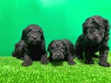 Toy Poodle Yavrusu