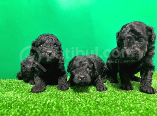 Toy Poodle Yavrusu görsel
