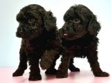 Resmi̇ Üreti̇ci̇den Si̇yah Toy Poodle Yavrular