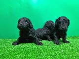 Toy Poodle Yavrusu