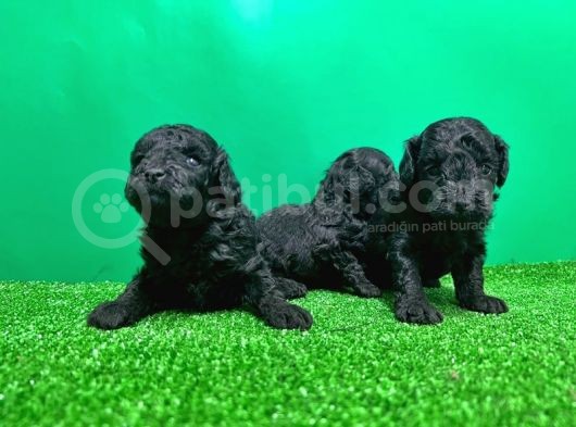 Toy Poodle Yavrusu görsel