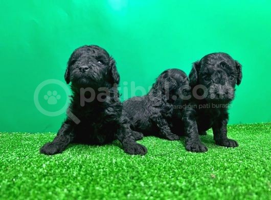 Toy Poodle Yavrusu görsel