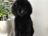 Dev Poodle Siyah Bebeğimiz Oreo