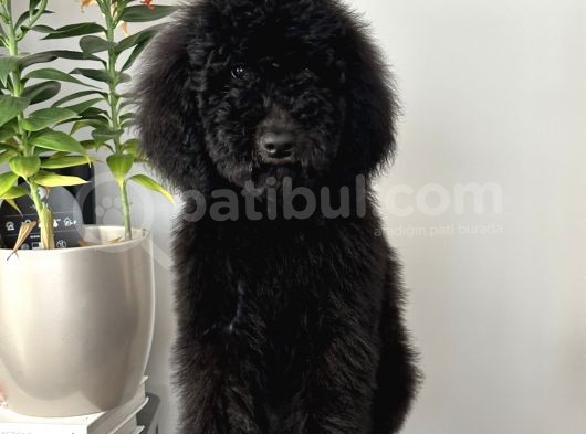 Dev Poodle Siyah Bebeğimiz Oreo görsel