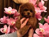 Anne Baba Kore 2 Kg Geçmeyecek Red Brown  Teddy Poodle