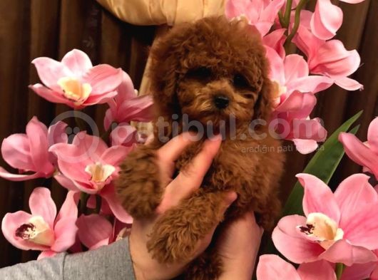 Anne Baba Kore 2 Kg Geçmeyecek Red Brown  Teddy Poodle görsel
