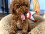 Medium Boy Labradoodle Özel Yavrular