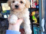 Maltipoo Yavru (Bursa Köpek Okulu)