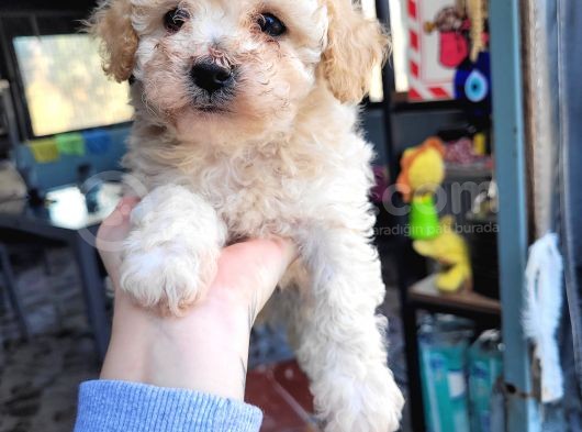 Maltipoo Yavru (Bursa Köpek Okulu) görsel