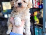 Maltipoo Yavru (Bursa Köpek Okulu)