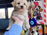 Maltipoo Yavru (Bursa Köpek Okulu)