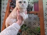 Sevgi Delisi Oğlumuz Yeni Yuvasını Arıyor British Shorthair