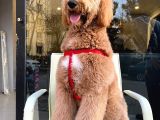 Labradoodle Hypoallerjenik Tüy Dökmeyen Amerikan Gen Yavrular