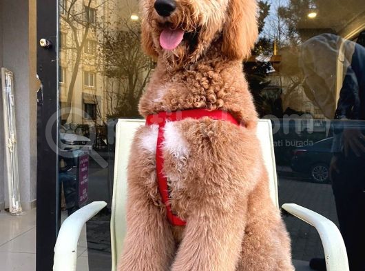 Labradoodle Hypoallerjenik Tüy Dökmeyen Amerikan Gen Yavrular görsel