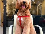 Labradoodle Hypoallerjenik Tüy Dökmeyen Amerikan Gen Yavrular