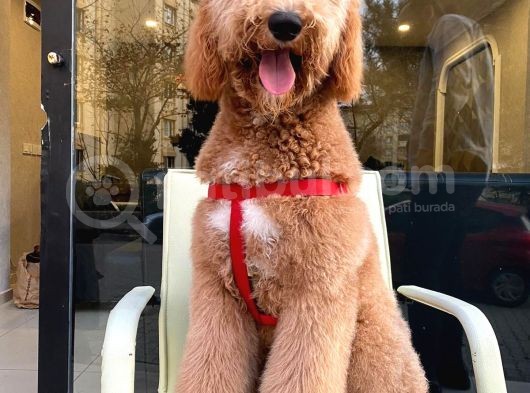 Labradoodle Hypoallerjenik Tüy Dökmeyen Amerikan Gen Yavrular görsel