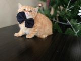 Yellow British Shorthair
