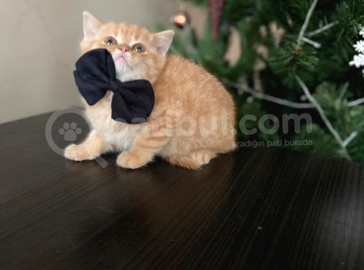 Yellow British Shorthair görsel