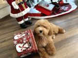 Medium Labradoodle Özel Nadir Renk Yavrular
