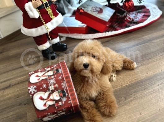 Medium Labradoodle Özel Nadir Renk Yavrular görsel