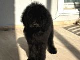 Dev Poodle Siyah Bebeğimiz Oreo