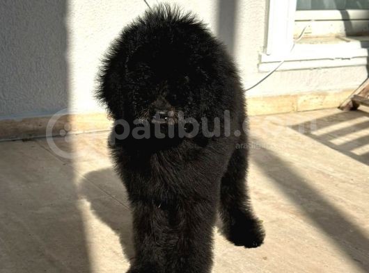 Dev Poodle Siyah Bebeğimiz Oreo