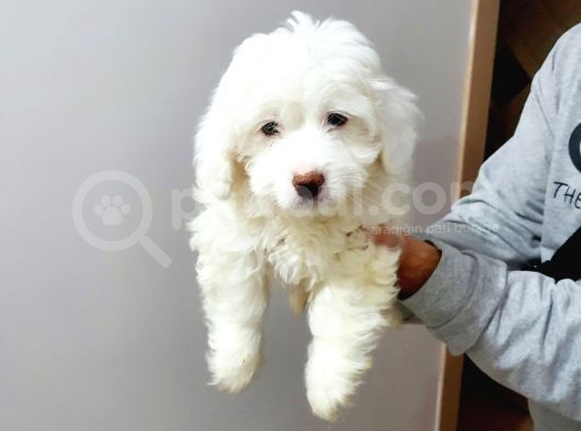 Maltesse Terrier Cinsi Güzel Yavrular  görsel