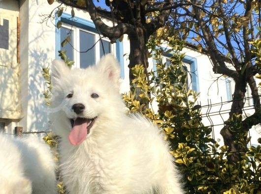 A Kali̇te Çi̇ftli̇ği̇mi̇zden Samoyed Bebekler görsel