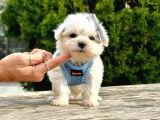 Sevimli Mini Boy Maltese Yavrular