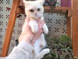 Sevgi Delisi Oğlumuz Yeni Yuvasını Arıyor British Shorthair