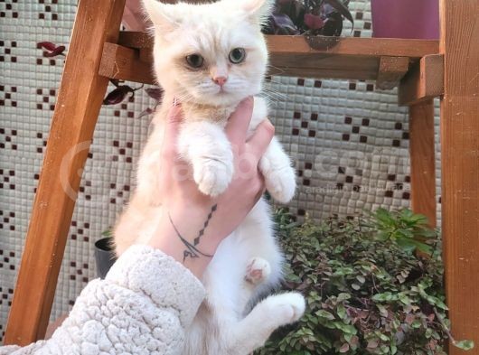Sevgi Delisi Oğlumuz Yeni Yuvasını Arıyor British Shorthair görsel
