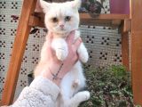 Sevgi Delisi Oğlumuz Yeni Yuvasını Arıyor British Shorthair