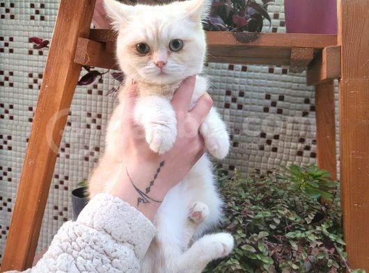 Sevgi Delisi Oğlumuz Yeni Yuvasını Arıyor British Shorthair görsel