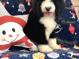Bernadoodle Multigen Tüy Dökmeyen Özel Amerikan Irklar