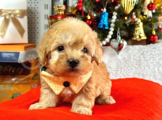 Dizayn Irk Sevimli Maltipoo Yavrular görsel